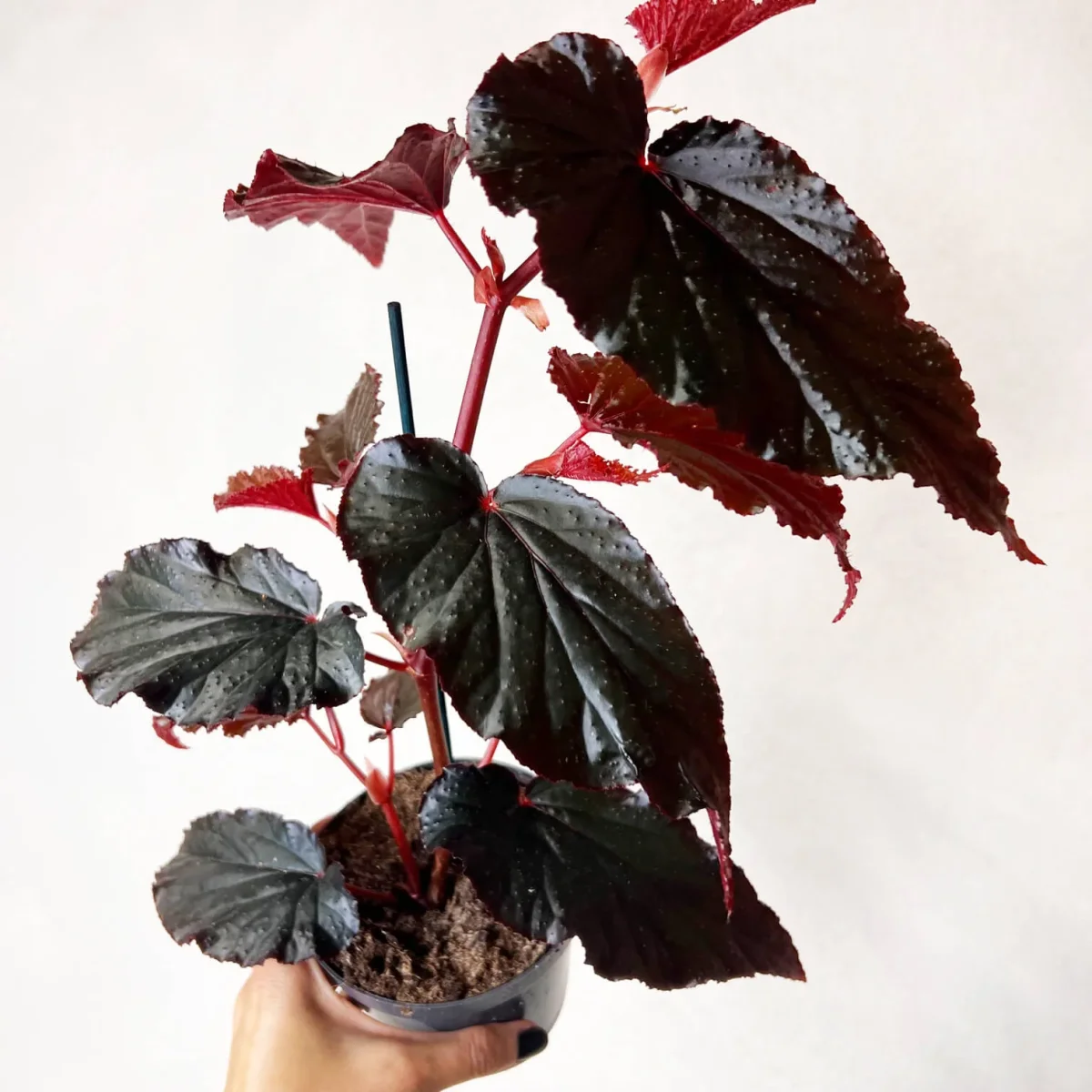 Begonia Arabian Sunset - immagine 3
