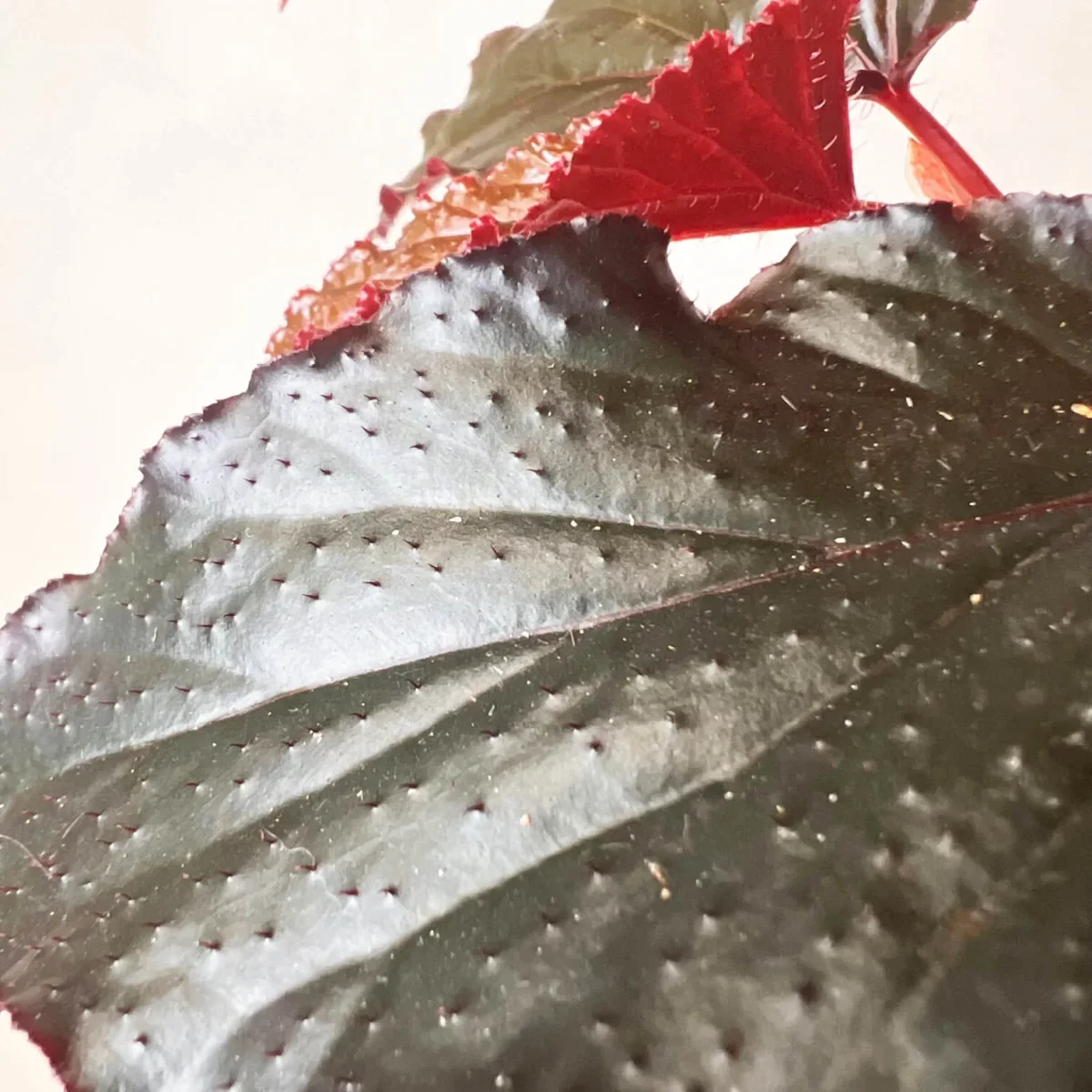 Begonia Arabian Sunset - immagine 5