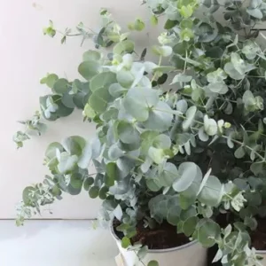 Eucalyptus Cinerea