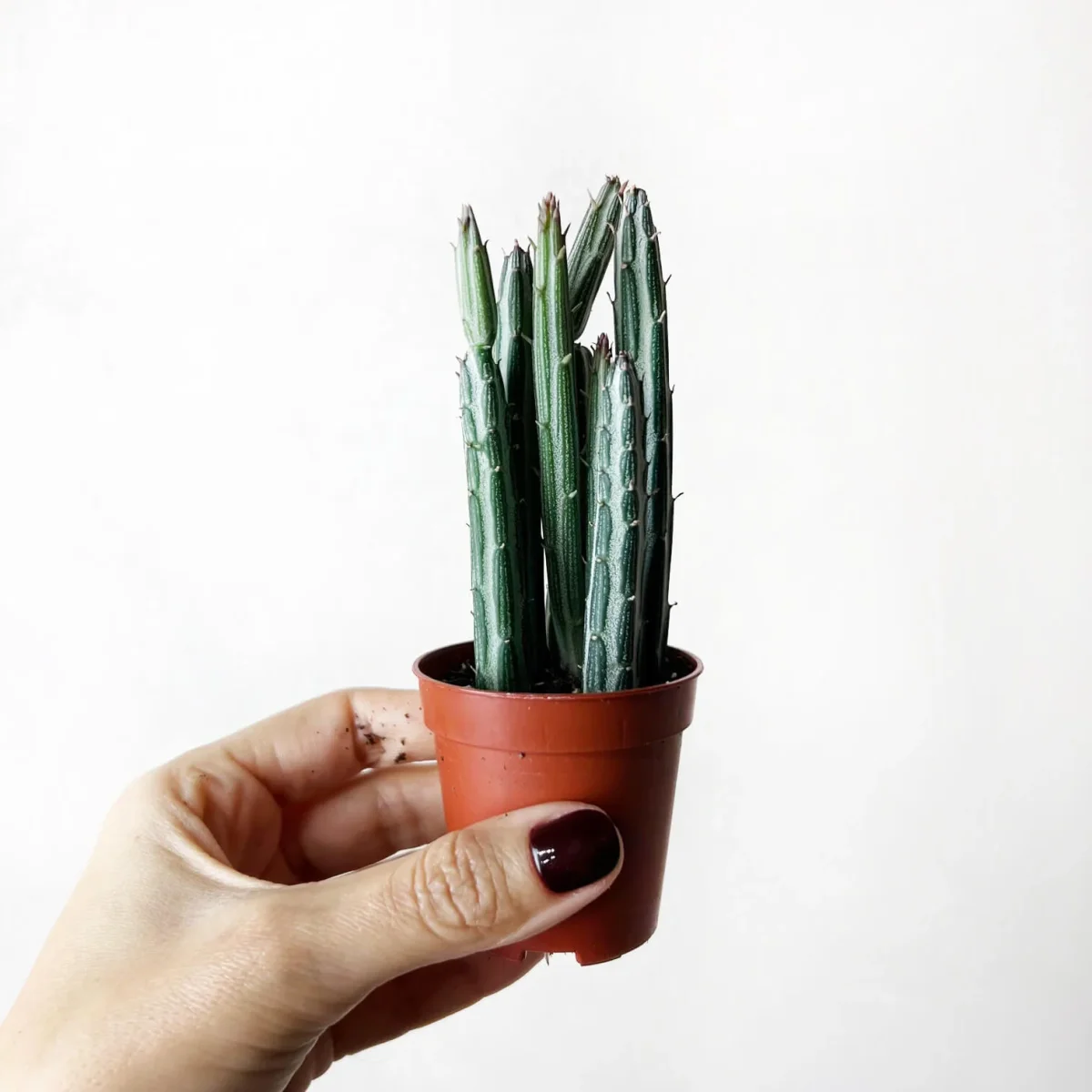 Baby Senecio Stapeliaeformis - immagine 2