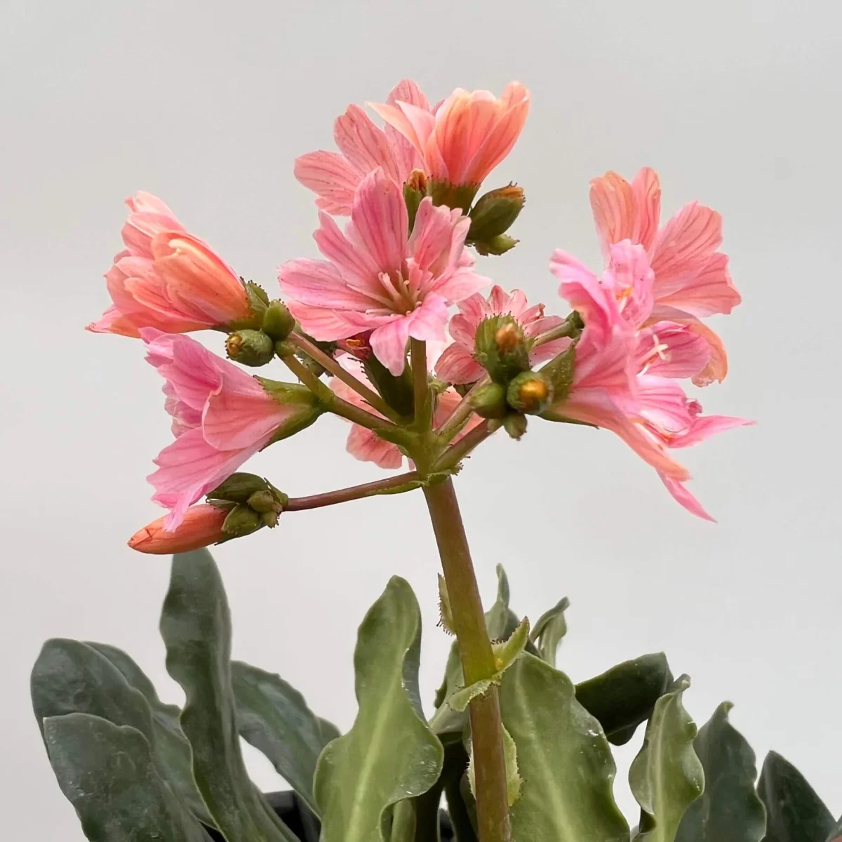 Lewisia cotyledon - immagine 5